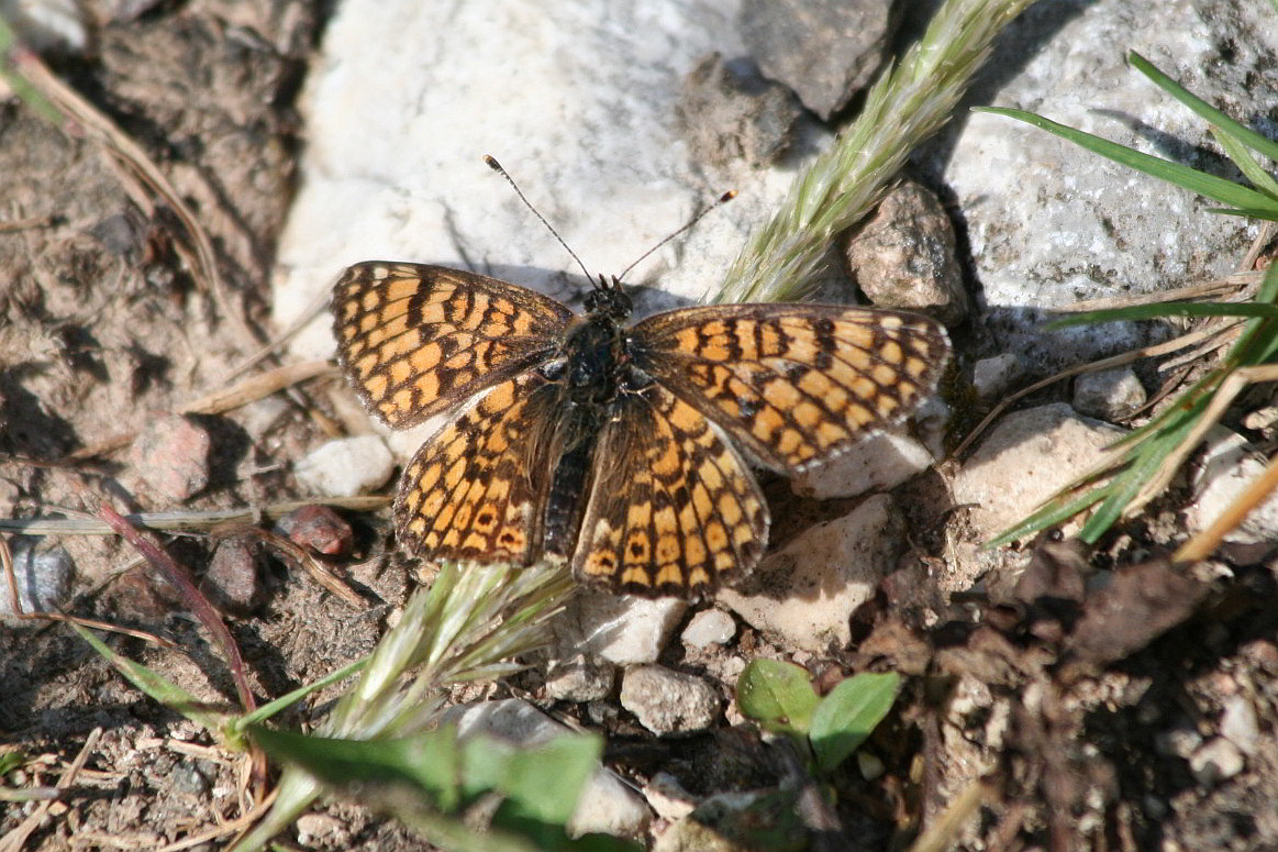 Melitaea   cinxia ? (brutte foto)